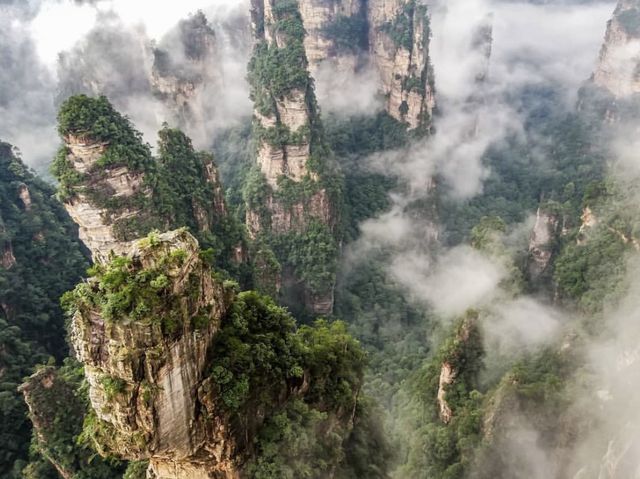 Baby Monkeys in the Avatar Mountains