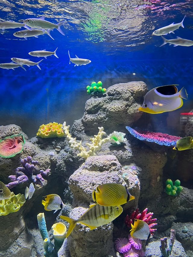 Chongqing check-in ┃ Encounter in the blue and dreamy underwater world!