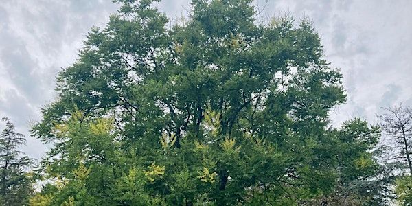 Wednesday Walk: Champion Trees Tour | Cylburn Arboretum