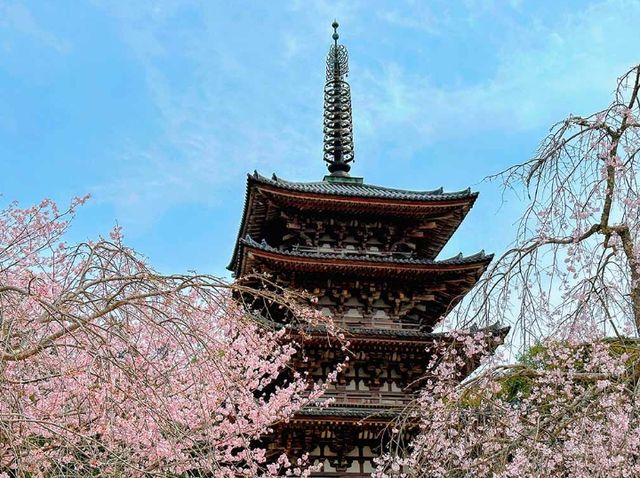 【2025日本櫻花季】京都人氣賞櫻景點推介：清水寺、哲學之道、醍醐寺、圓山公園、京都御苑 | 京都