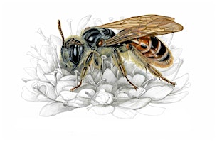 Microscopisch kleine natuur 'Tekentoer ' met illustrator Inge van Noortwijk | MeterHuisje Pop-up Gallery