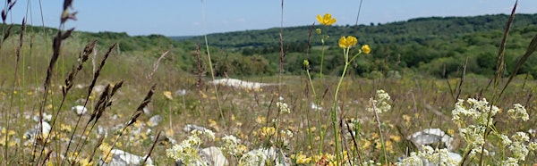 Guided walk: the transformation of ex-arable fields - Dancersend extension, Saturday 21 June | Dancersend with Pavis Woods