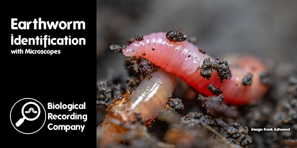 Earthworm Identification | Natural History Museum