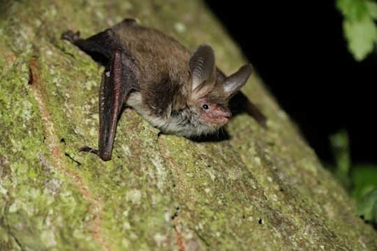 Wildlife Watch - Bats | Norfolk Wildlife Trust Hickling Visitor Centre