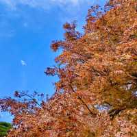 紅葉の新宿御苑・日本庭園