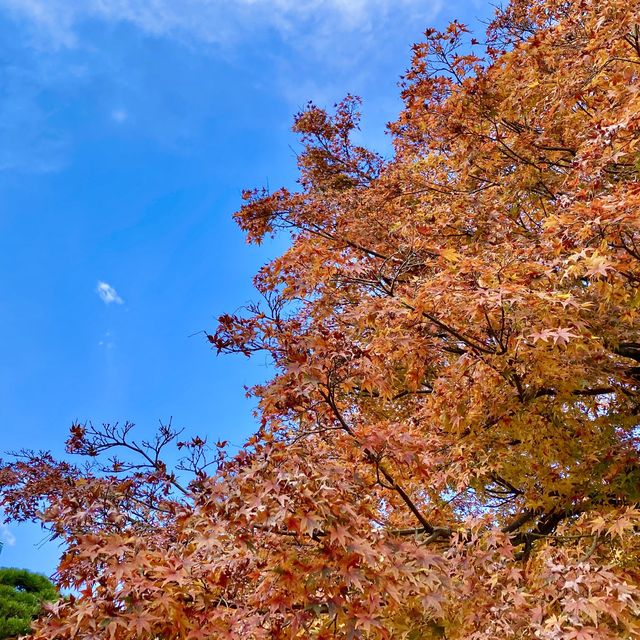 紅葉の新宿御苑・日本庭園