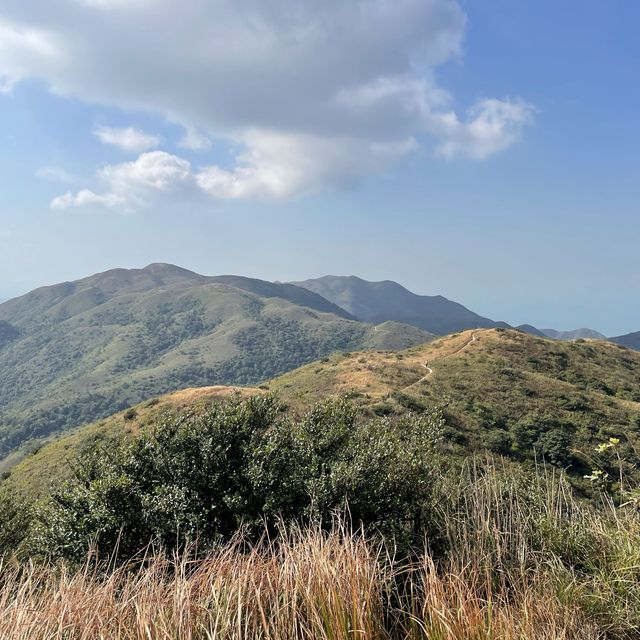 大嶼山看芒草🌾