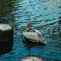Meet with the birds at Jurong Bird Park
