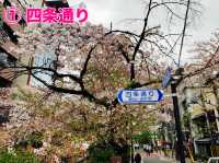 京都　KYOTO SAKURAめぐり！四条通りから南座まで散策してみた！
