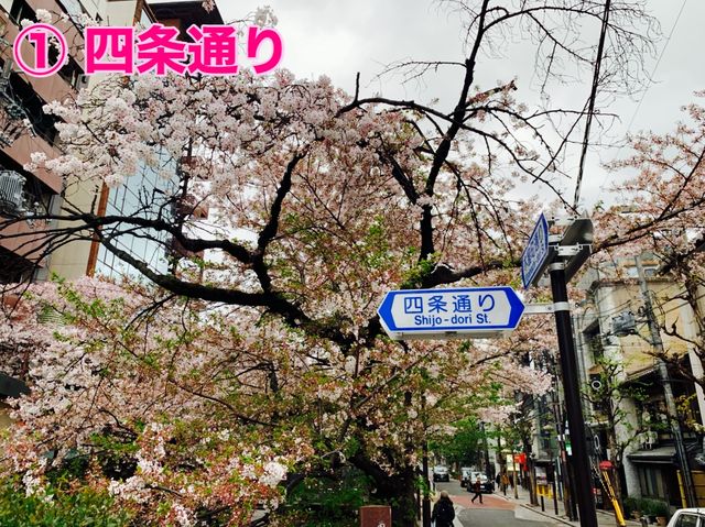 京都　KYOTO SAKURAめぐり！四条通りから南座まで散策してみた！