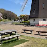 【花博記念公園 鶴見緑地】風車の丘🌷