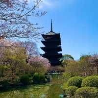 京都　京都散策旅　念願の東寺！東寺と桜のコラボに感動❗️