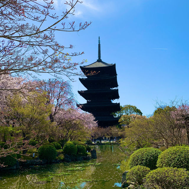 京都　京都散策旅　念願の東寺！東寺と桜のコラボに感動❗️