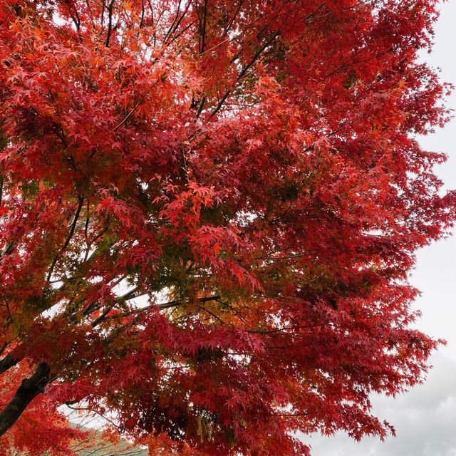 🇯🇵 又到了欣賞紅葉的秋季 — 河口湖楓葉迴廊