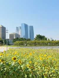 해바라기가 만개한 인천 송도센트럴파크🌻