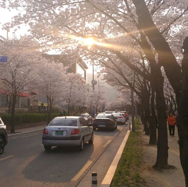 벚꽃 맛집 진해군항제를 가보자