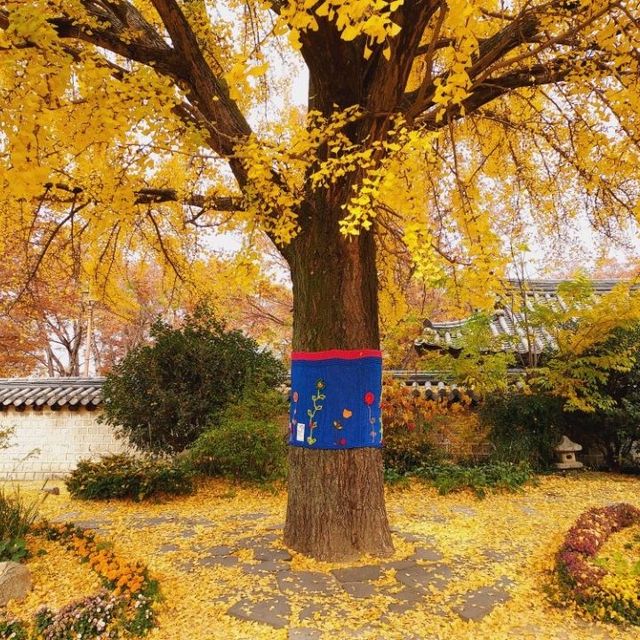 Colourful autumn of Jeonju