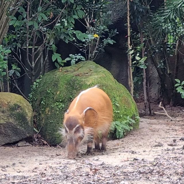 we're going to the zoo,zoo,zoo! how abt you?