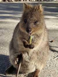 Selfie with the famous quokka