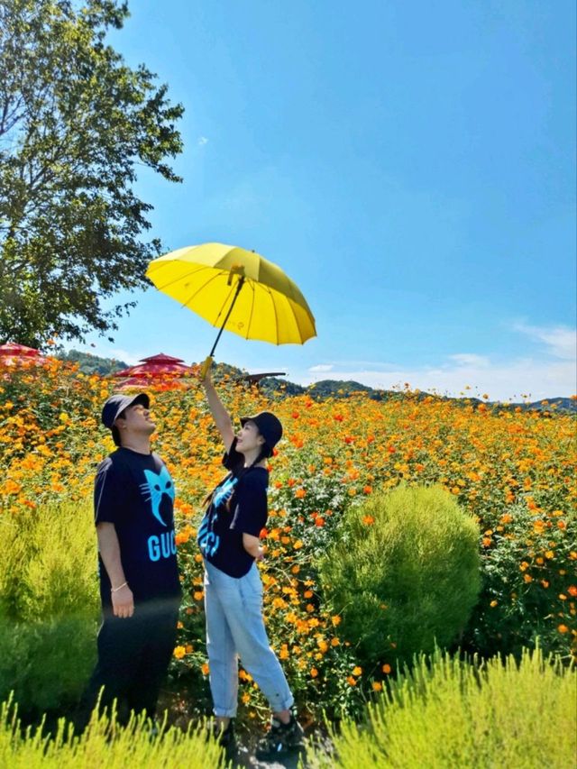 경기도 꽃구경은 여기! 연천 임진강댑싸리 공원💜