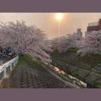 最浪漫既雨～山崎川四季の道櫻花雨