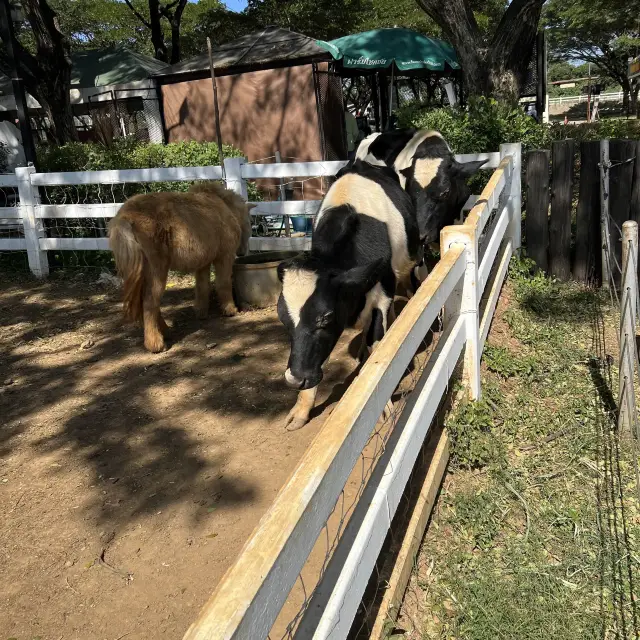 Farm and Wine at Pak Chong (Khao Yai)