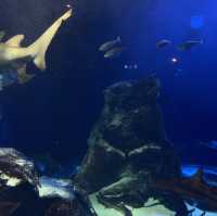 三重県•鳥羽水族館