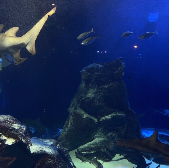 三重県•鳥羽水族館