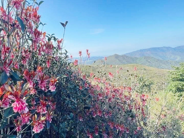 BB級行山路線推介
