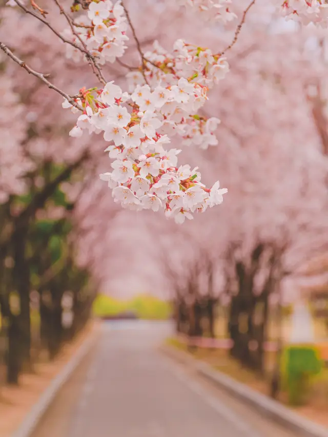 봄에 벚꽃이 보고 싶을 때는 선유도공원으로🌸