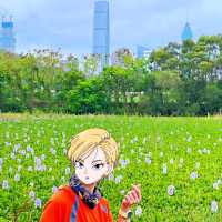 上水虎地坳、河上鄉賞花遊蹤