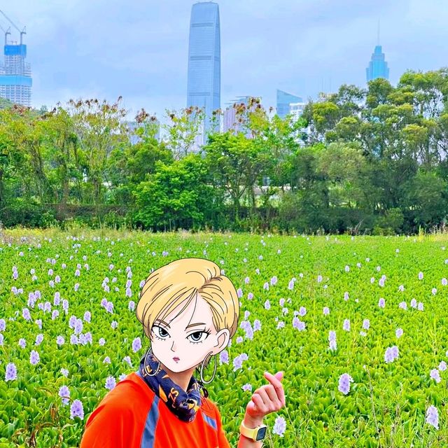 上水虎地坳、河上鄉賞花遊蹤