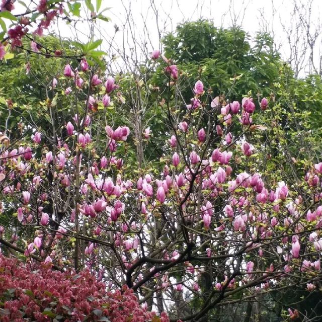 花花🌺🌷🥀🌻🌼🌸公園