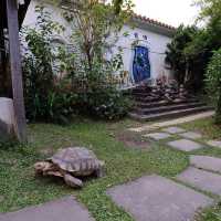 Live Turtle and Tortoise Museum