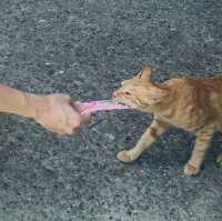 猴硐貓村 - 慢活的貓奴聖地
