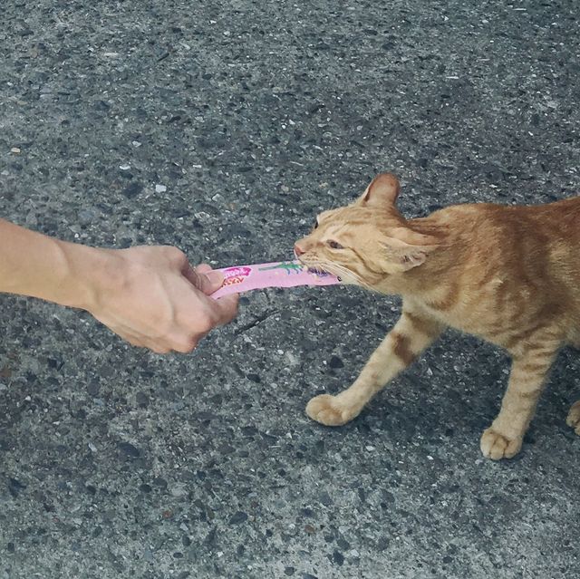 猴硐貓村 - 慢活的貓奴聖地