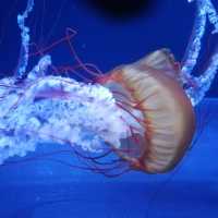 すみだ水族館