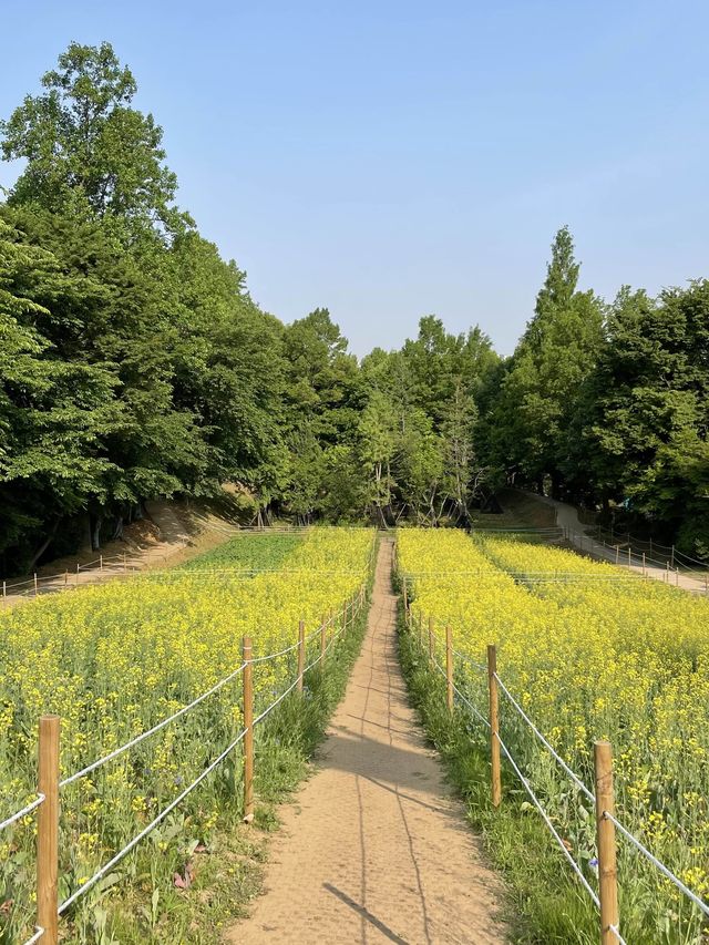 서울에서 볼 수 있는 유채꽃밭🤍