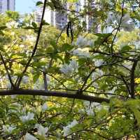 嘆柸咖啡欣賞青衣公園