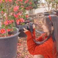 🌺눈과 동백의 아름다운 조화 [제주, 휴애리]
