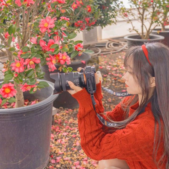 🌺눈과 동백의 아름다운 조화 [제주, 휴애리]