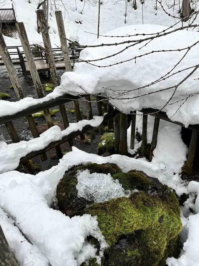 눈오는 날 더 매력적인 후키다시 공원 🏞️