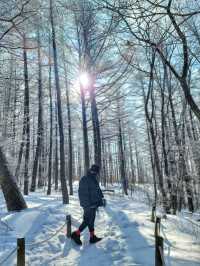 차타고 해발1330m 만항재를 즐기는 눈꽃여행❄️🤍