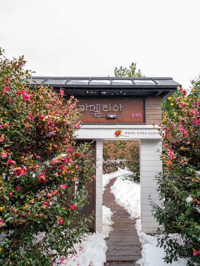 동백꽃이 가득한 서귀포여행 휴애리