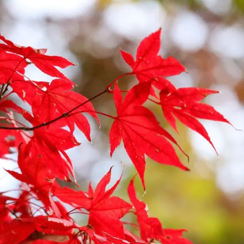 京都 紅葉巡り