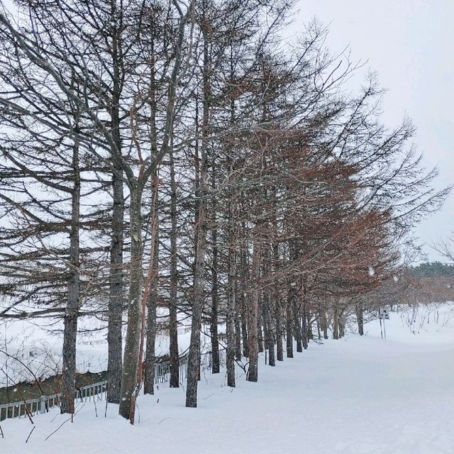 利尻島の冬
