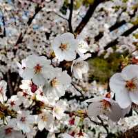 🌸 Sakura/Cherry Blossom 🌸