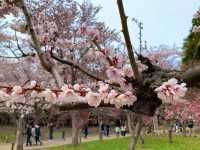 札幌　SAKURA 桜めぐり❗️北海道神宮の桜＆梅に感動❗️
