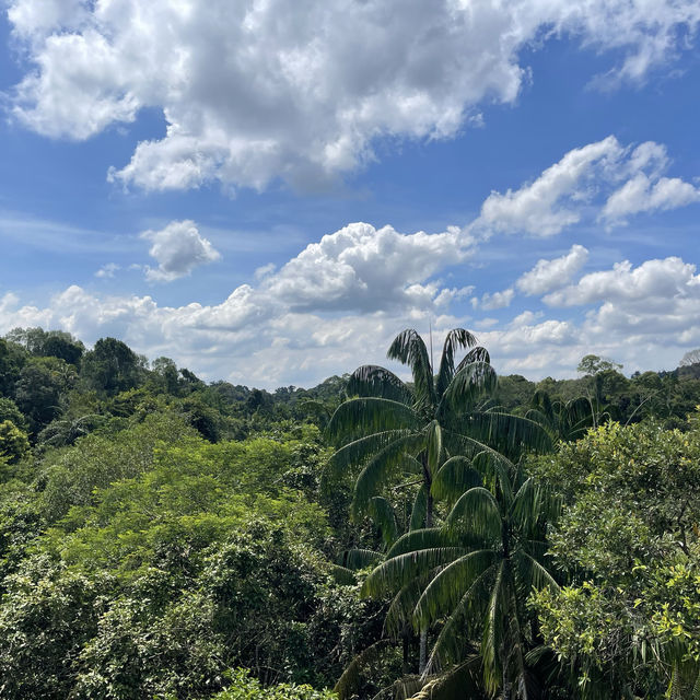MacRitchie Reservoir and TreeTop Walk! 🌴🍃☀️