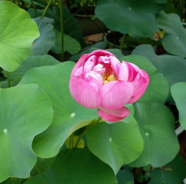 洪湖公園賞荷花🌺